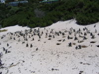 Boulders Beach, South African Icons, Cape Town Tourist attractions