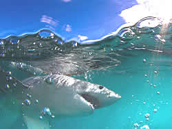 White Shark Ventures shark cage diving Gansbaai