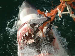 Great White Sharks in Cape Town, Shark Diving and Adventure