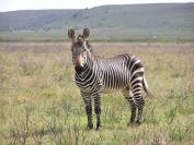 Game Reserves Nature Reserves and Game lodges in the Cape South Africa - Bontebok National Park