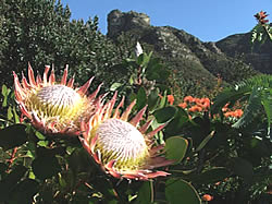 Kirstenbosch Gardens proteas
