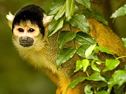 Monkeyland Primate Sanctuary- a true primate sanctuary