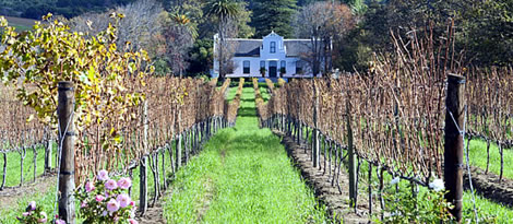 Constantia wine routes in Cape Town