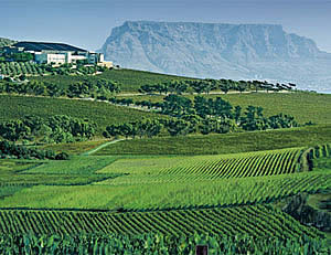 Durbanville Valley Wine route in the Cape of Good Hope
