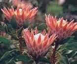 Kirstenbosch National Botanical Gardens, Natural Attractions in Kirstenbosch